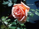 DSC00008