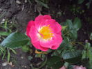 Heidetraum