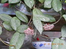 hoya