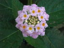 floare lantana roz