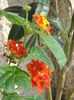 lantana rosie