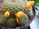 5.Cactus2h