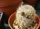 5.Cactus3a