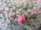 5.Cactus4b