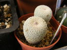 5.Cactus5a