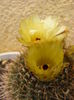 6.Cactus4a