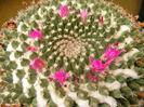 6.Cactus5a