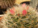 6.Cactus9a
