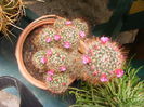 6.Cactus12a