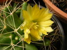 6.Cactus13b