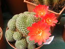 6.Cactus14a