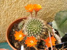 6.Cactus15a