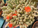 6.Cactus16a