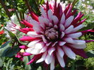 6.Dahlia1d