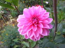 6.Dahlia2a