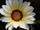 6.Gazania2a