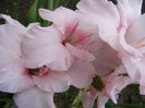 6.Gladiole2a