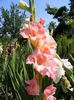 6.Gladiole4a