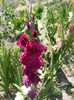 6.Gladiole12d