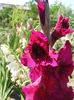 6.Gladiole12g