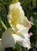 6.Gladiole13m