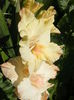 6.Gladiole15b