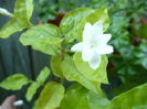 Jasmin