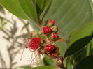 Callistemon