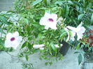 flori Pandoreea