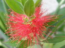 P7010065-Callistemon