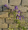Aconitum napellus