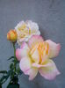 IMG_20140626_205340