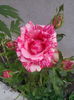 IMG_20140626_204959