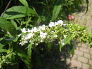 Buddleja davidii White (2014, Jun.24)