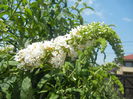 Buddleja davidii White (2014, Jun.24)