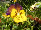 Pansy (2014, June 23)