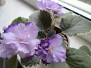 Bukeye Blushing IMG_2109