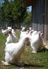 SAM_1057