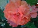 begonia