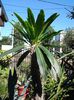 cactusul palmier