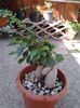 bonsai ficus
