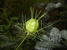 Nigella damascena (2014, June 23)