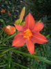 Hemerocallis Red (2014, June 25)