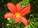 Hemerocallis Red (2014, June 28)