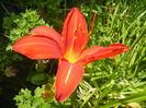 Hemerocallis Red (2014, June 28)