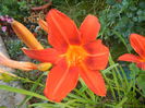 Hemerocallis Red (2014, July 01)