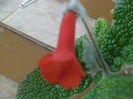 Bulata