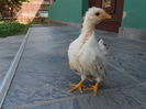 DSCN2926