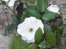 IMG_20140702_180433