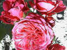 IMG_20140701_163856